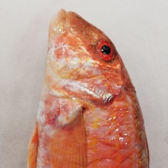 Peixateria Nolla